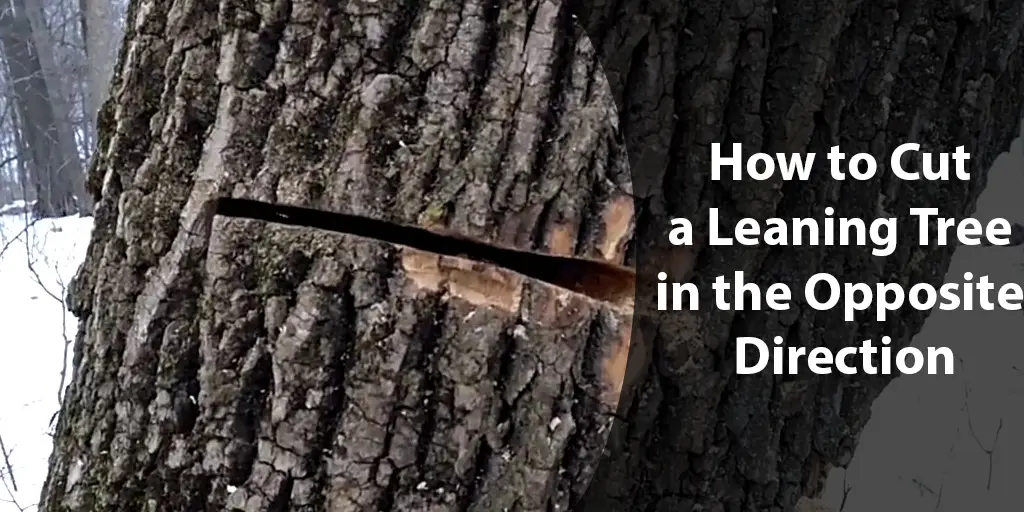 how to cut a leaning tree in the opposite direction