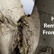 how to remove bark from a branch